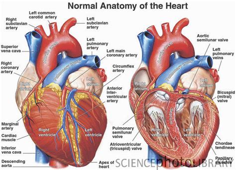 A magzati szív fejlődése