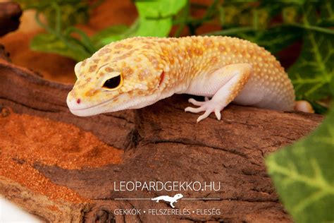 Leopárd gekkó terráriumban