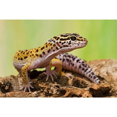 Leopárd gekkó tojások