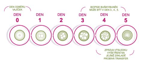 A preimplantációs genetikai diagnosztika (PGD) lépései