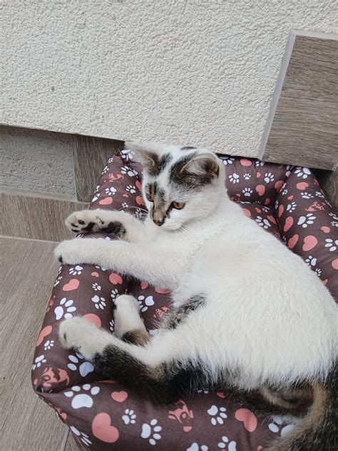 Cica biztonságos elhelyezése egy csendes szobában