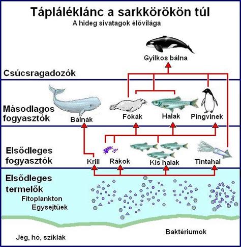 A tengeri ökoszisztéma, a tápláléklánc