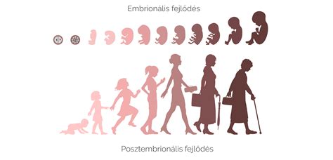 Az embrionális fejlődés fázisai