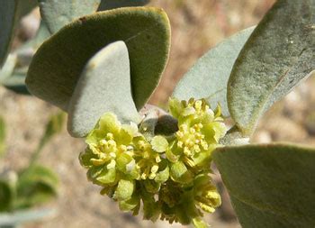 Jojoba cserje és magjai