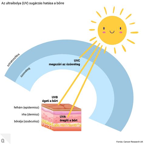 Bababőr anatómiája és érzékenysége az UV sugárzásra