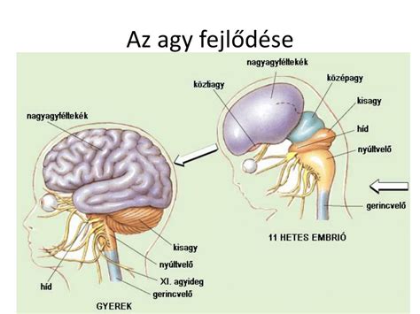 A magzati agy fejlődése és az anyanyelv ritmusa