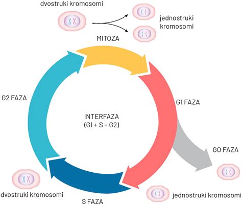 A méhnyaknyák konzisztenciájának változásai a ciklus alatt
