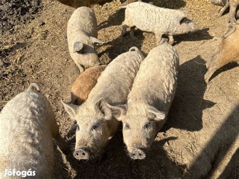 Mangalica malacok egy kifutóban
