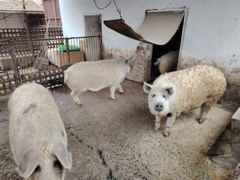 Mangalica és duroc keverék hízók