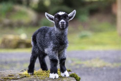 kisméretű kecske gidákkal