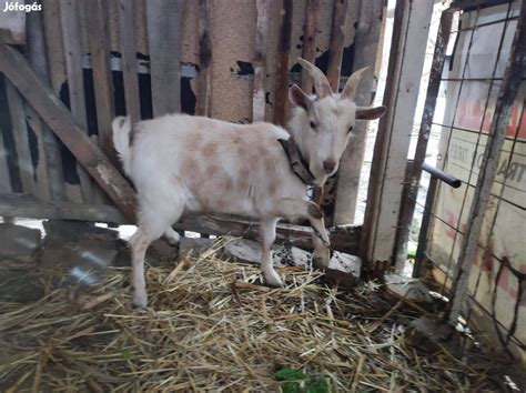 kecske fejése
