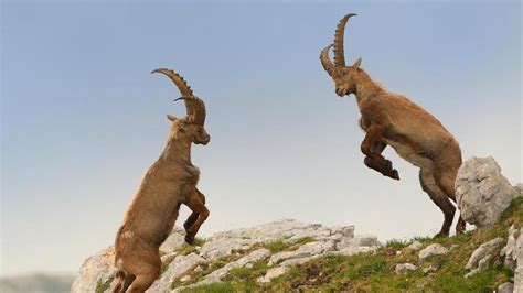 kép a kecskék táplálkozásáról