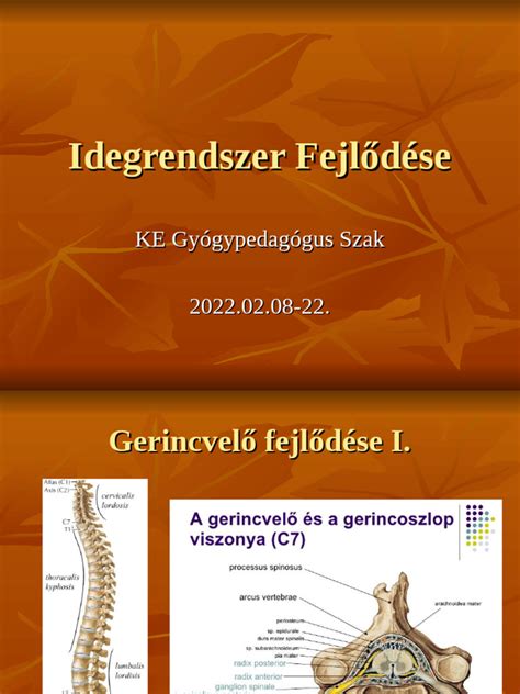 A csecsemőkommunikáció fejlődése