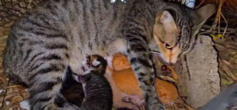 Újszülött és anya