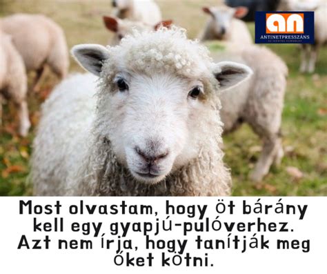 Bárány anyja mellett szopik