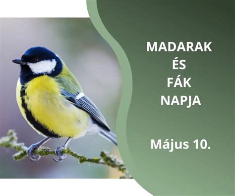 Madarak a fák lombjai között