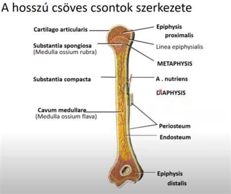 Anatómia ábra a vállízületről