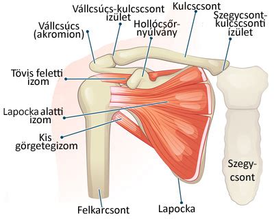Szemléltető ábra a váll visszarakásának folyamatáról