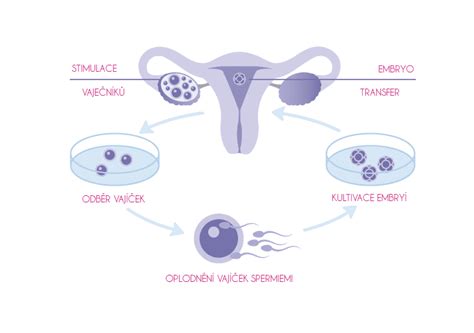 Szarvasmarha embrió in vitro fertilizáció (IVF) folyamata