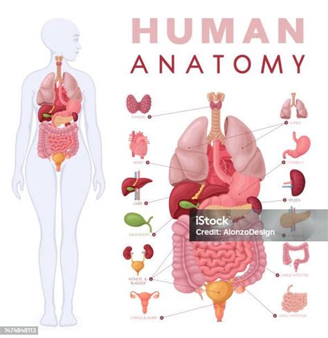 a női test anatómiája