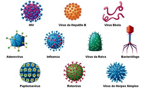 Az influenza vírus típusai