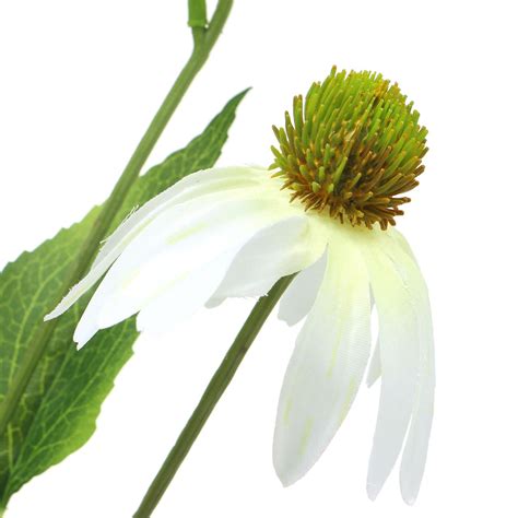 Echinacea virág