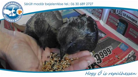 Galambok etetése