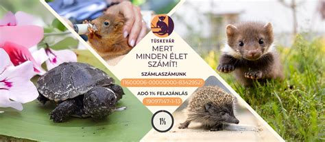 Vadászgörény játék közben