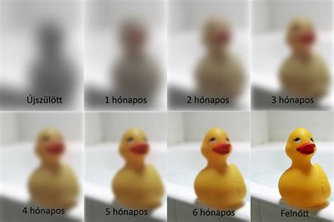 Újszülött látása