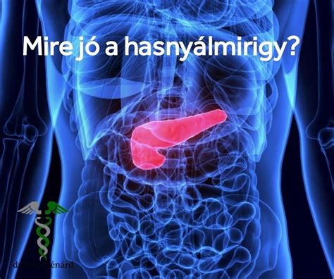 A hasnyálmirigy és az inzulin