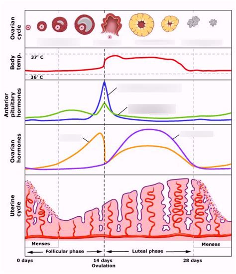Női ciklus és hőmérséklet görbéje