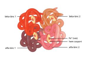 A hemoglobin molekula szerkezete