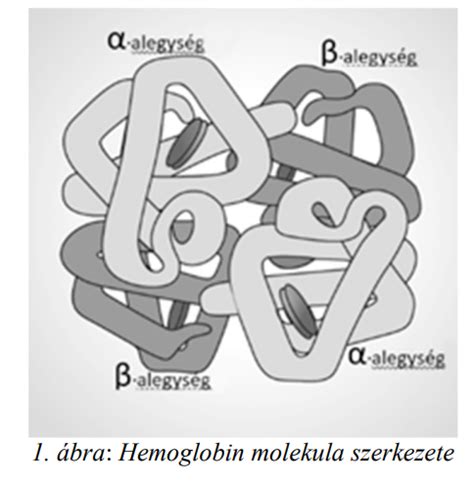 A magzati és felnőtt hemoglobin szerkezetének összehasonlítása