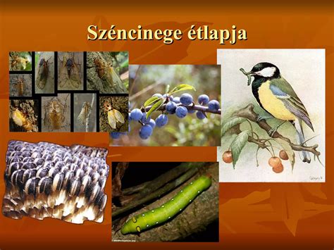 Különleges lepkefajok az erdőben