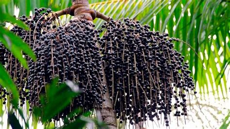 Acai pálmafa Amazonasban