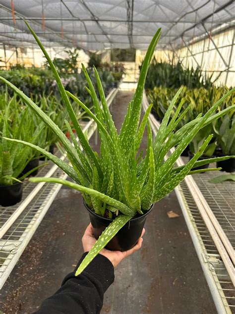 Aloe vera átültetéséhez használt cserép és földkeverék
