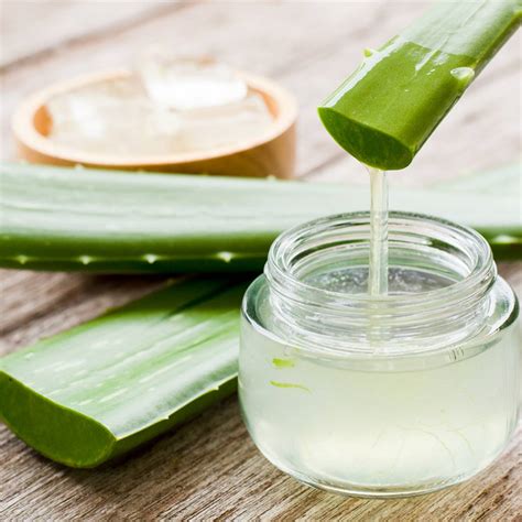 Aloe vera optimális fényviszonyok között
