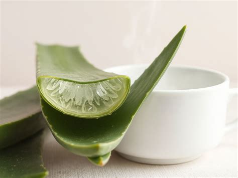 Az aloe vera leveleinek állapota a túlöntözés és a vízhiány esetén