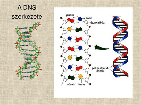 A spermiumok szerkezete és a DNS integritása