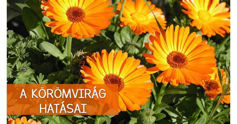 A körömvirág jótékony hatásai a bőrre
