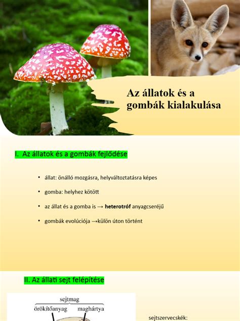 A méhszáj anatómiája és a méhszájseb kialakulása