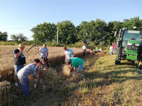 Hagyományos aratási módszerek a Vásárhelyi-pusztán