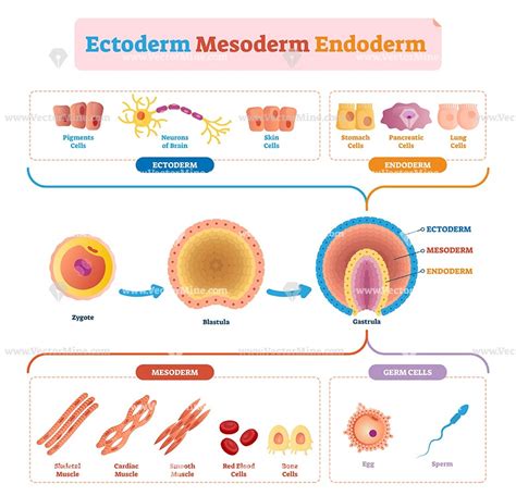Az ektoderma, mezoderma és endoderma fejlődése