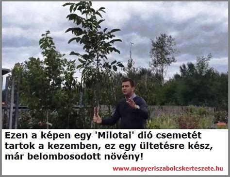 Diófacsemete ültetése