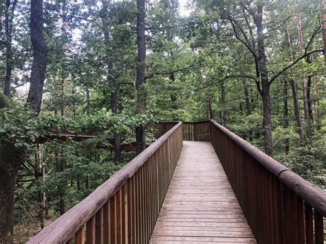 Lombkorona tanösvény a fák között