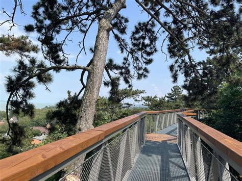 Függőhíd a lombkorona tanösvényen