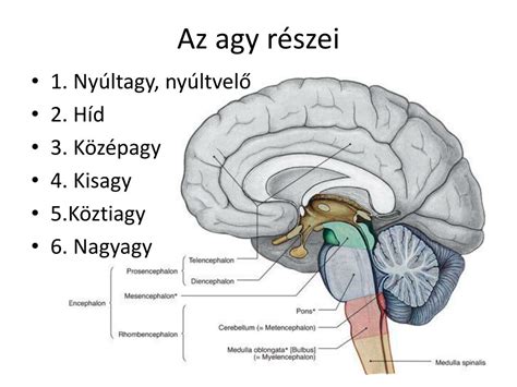 Agyhártyák és agy metszete