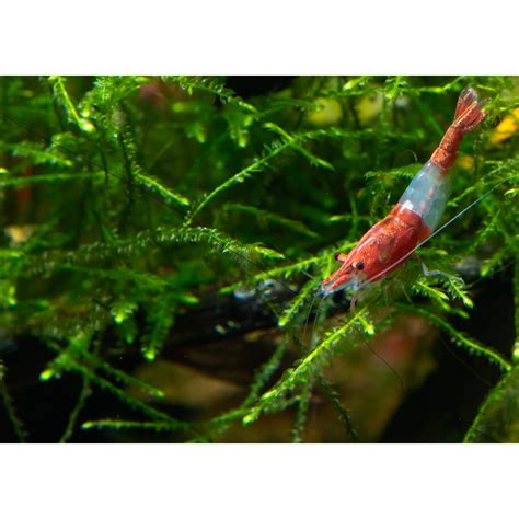 különböző Neocaridina garnéla színek