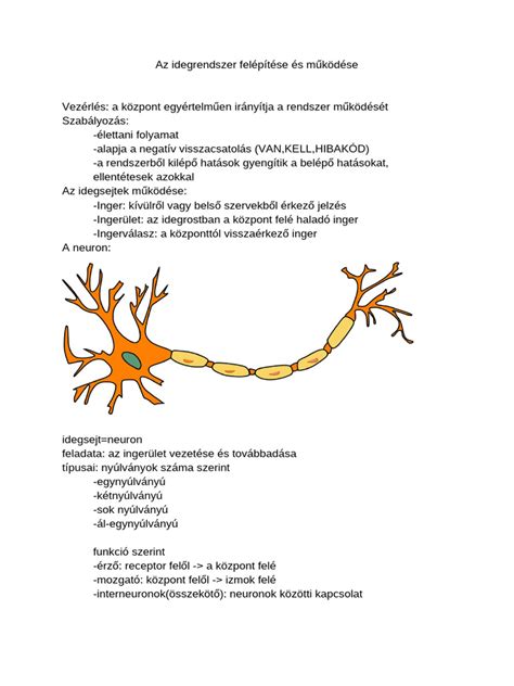 A méhlepény felépítése és működése