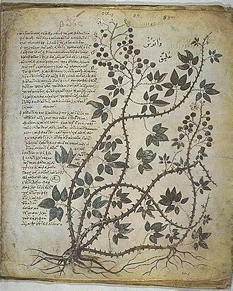 Egy illusztrált arab fordítás a Dioscurides De Materia medica kéziratából (1083)
